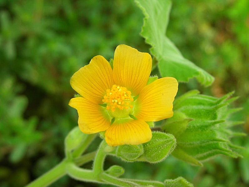 Abutilon theophrasti / Cencio molle